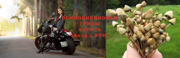 сатива Заводоуковск